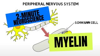 2Minute Neuroscience Myelin [upl. by Uzzia]