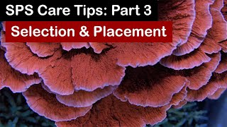 How to Keep SPS Coral Part 3 Selection amp Placement [upl. by Spense]