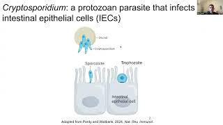 Intestinal cDC1s provide cues required for CD4 T cellmediated resistance to Cryptosporidium [upl. by Eihs]