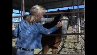 HORSE SLAUGHTER  An Undercover Investigation [upl. by Procter609]