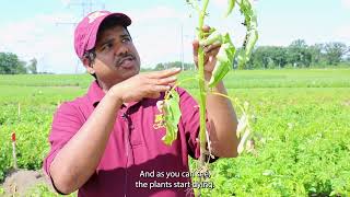 Find it in the Field Verticillium Wilt with Ashish Ranjan [upl. by Halona]