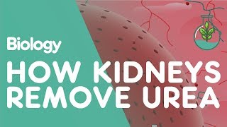 How the Kidneys Remove Urea  Physiology  Biology  FuseSchool [upl. by Yadrahs]