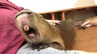 Got cute voice of the capybara during big yawning 〜 カピバラ ポテトさんのかわいいあくび声 [upl. by Enrique]