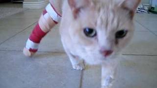 Cat with leg cast with broken leg [upl. by Aicitan]