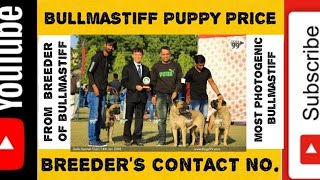 Bullmastiff puppies price  breeders contact no in india  Bullmastiff puppies qualities vid 18 [upl. by Yrogerg]