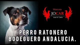 Perro Ratonero Bodeguero Andalucía [upl. by Notaes251]