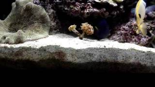 Marine Aquarium Deep Sand Beds Pt 2 of 2 [upl. by Tamer]