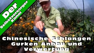 Chinesische Schlangen Gurken Anbau und Verwertung [upl. by Ernaldus104]