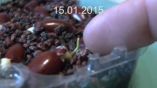 Litschi die Vermehrung ist ganz einfach Lychee for Bonsai [upl. by Gamal]