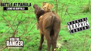 Lions Vs Buffalo Battle At Marula  Epic Safari Showdown [upl. by Pincince]