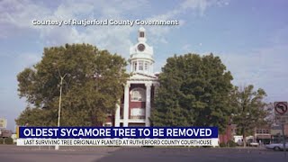 Historic sycamore tree to be removed in Rutherford County [upl. by Trautman]