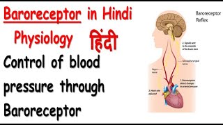 Baroreceptor reflex control of blood pressure physiology in hindi  Rj Medical Education [upl. by Frederiksen]