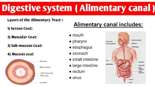 Alimentary Tract Anatomy  4 layers of alimentary canal  digestivesystem anatomy and physiology [upl. by Llenal]