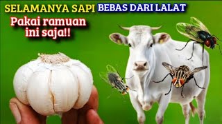 BASMI PAKAI INI LALAT DAN NYAMUK PERGI SELAMANYA SAPI SELAMANYA AMAN DARI LALAT DAN NYAMUK [upl. by Pohsib242]