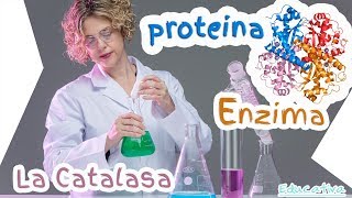 Experimento Biología  Química con la Enzima Catalasa Generación de Oxígeno [upl. by Aciras]