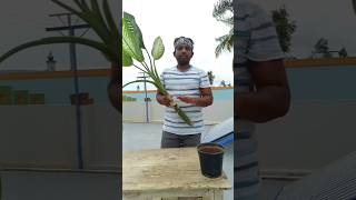 Dieffenbachia propagation in just 30 seconds natasartistry dieffenbachia indoorplants plants [upl. by Micro]