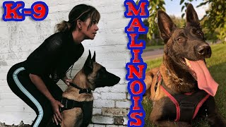 What does a Malinois love Cute Belgian Shepherd Dogs 💚🐕‍🦺 [upl. by Derfniw]