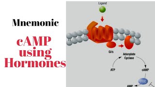 cAMP using Hormones Mnemonic for USMLE Step 1 [upl. by Aicilat]