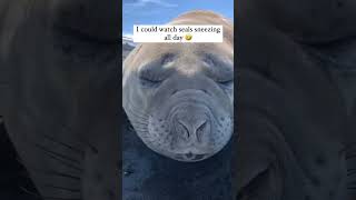 Seal sneeze 😭 seal animals funny shorts [upl. by Enaek645]