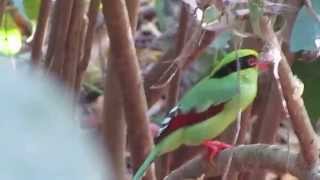 Common Green Magpie Cissa chinensis [upl. by Ataga]