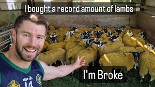 Buying mule lambs in Ireland sheep farming is going well lambs shepherd farm sheepdog animals [upl. by Lovmilla205]