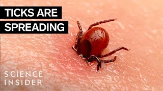 Why Ticks Are So Hard To Kill [upl. by Poock]