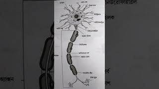 নিউরোন  স্নায়ু কোষ আঁকার সহজ পদ্ধতি  Madhyamik  Neurone Diagram Class 10 [upl. by Aned994]