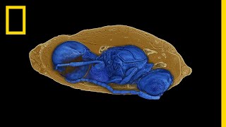 New Species of Parasitic Wasps Found in Fossil Flies  National Geographic [upl. by Mayrim]