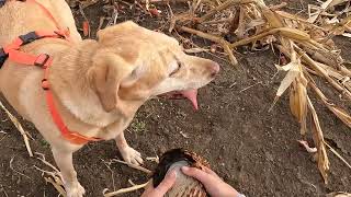 West River Pheasant Hunting  November 2023 [upl. by Werdn]