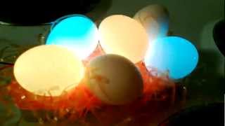 Color Changing LED Egg DIY Project [upl. by Ynettirb]