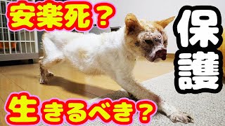 【野良猫 保護】ひん死の猫が幸せを掴むまでの記録 ボランティア号泣 安楽死させるの？ [upl. by Finn171]