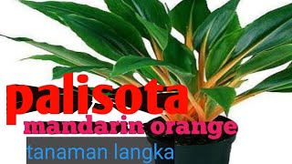 Tanaman Hias Palisota Mandarin  cara mengembang biakanya [upl. by Gilmer]