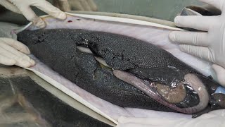 이 놈 한 마리 가치가 무려 1500만원 세계 3대 진미 캐비어가 만들어지는 과정  How caviar is made  Korean street food [upl. by Boy151]