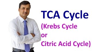 TCA Cycle [upl. by Shabbir150]