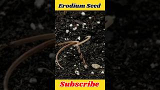 Erodium Seed science sciencefacts factmineknowledge [upl. by Carolus]