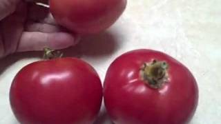 Updates On How To Ripen the Green Tomatoes Indoors [upl. by Buttaro]