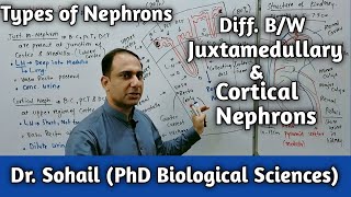 Difference Between Cortical amp Juxtamedullary Nephrons  MDCAT Biology  NEET Biology  12th Biology [upl. by Neehs]