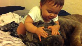 Cane Corso mastiff gets attacked [upl. by Procora967]