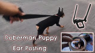 Doberman Pinscher 3 Months Update  Best Doberman Ear Posting Method [upl. by Eolande]