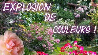 Une EXPLOSION de COULEURS  Jardin de roses vivaces arbustes et graminées en mai [upl. by Laforge739]