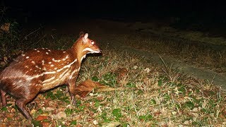 Amazing Antelope  The Water chevrotain dive and swim beneath the water surface [upl. by Katerina]