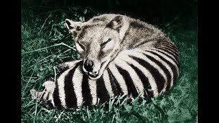 Tasmanian Tiger Extinct not Gone [upl. by Bruns]