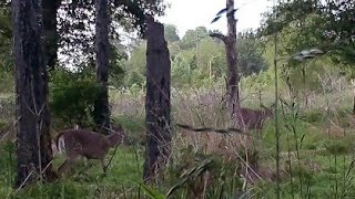 Trailcam Deers and Bumble bees 😂 animals nature wildlife deerhunting bigfoot 😂 [upl. by Belcher]