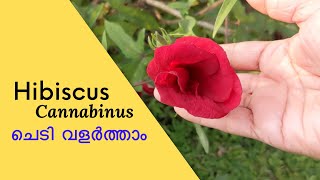 Hibiscus Cannabinus In Malayalam Kenaf PlantKenaf flowers ചെമ്പരത്തി ചെടി Gardening Malayalam [upl. by Cresa446]