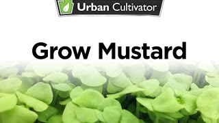 How to Grow Mustard Indoors  Urban Cultivator [upl. by Recneps838]