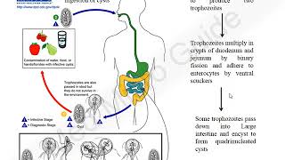 Giardia lamblia lecture [upl. by Ragnar]