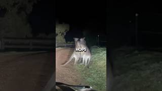 Kangaroos fighting in Driveway 🦘 🦘 🚗 [upl. by Ailekahs372]