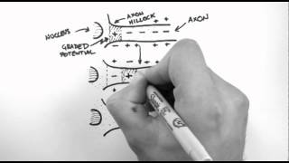 Action Potentials 3  Action Potential Propagation [upl. by Vijar]