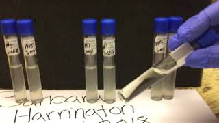 Environmental Influences on Microbial Growth Salt amp pH tolerance Part 2 [upl. by Rame]