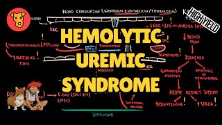 HEMOLYTIC UREMIC SYNDROME Pathogenesis HUS Mechanism of clinical symptoms [upl. by Naloc167]